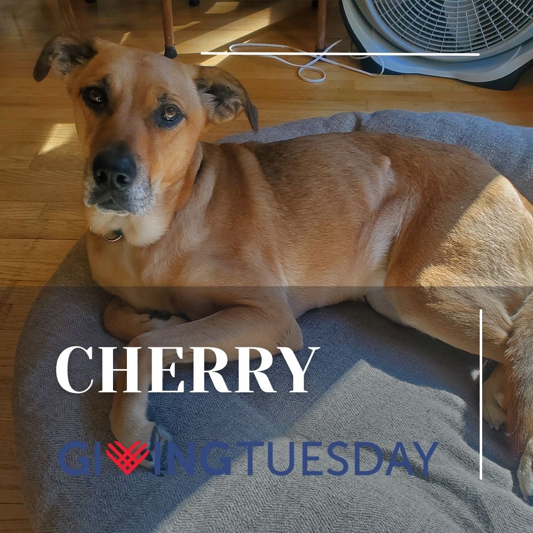 Kitsap Humane Society tweet media