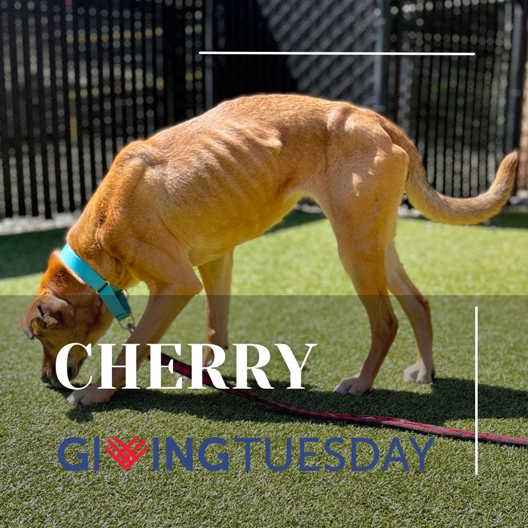 Kitsap Humane Society tweet media