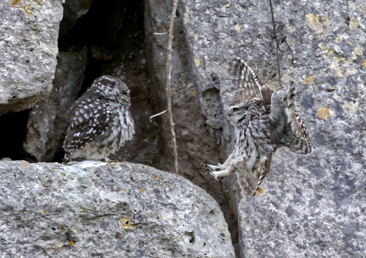 Little owls @theAliceRoberts @vickimichelle @springmeister @DrJonesWales @LisaDunleavy1 @DrKathWalker @Ruth_ITV @lesley_nicol @APPGTrophyHunt @PeterEgan6 @woopwoopmagz @PinemartensUK @TEC_Kimmeridge @GaviganGL @newsynicola @JaneGoodallInst @IoloWilliams2 @PurbeckNTvols