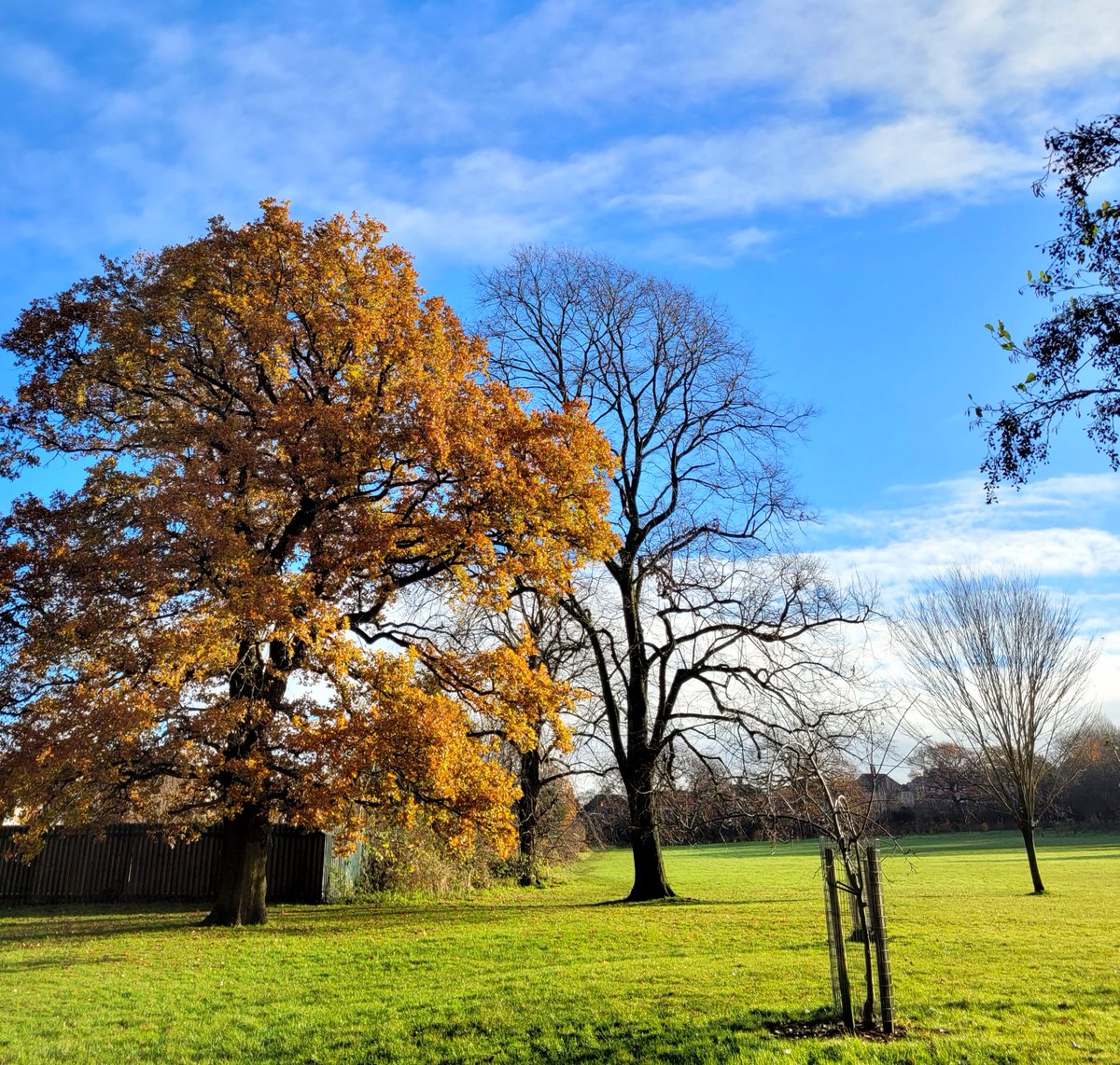 BOSFonline's tweet photo. 🌳🎉 It's #NationalTreeWeek! 
Let's celebrate Birmingham's majestic trees together by sharing photos and stories of your favourite trees in your local parks and open spaces around Brum!!! 💚🌳 https://t.co/AYQazF6MY1