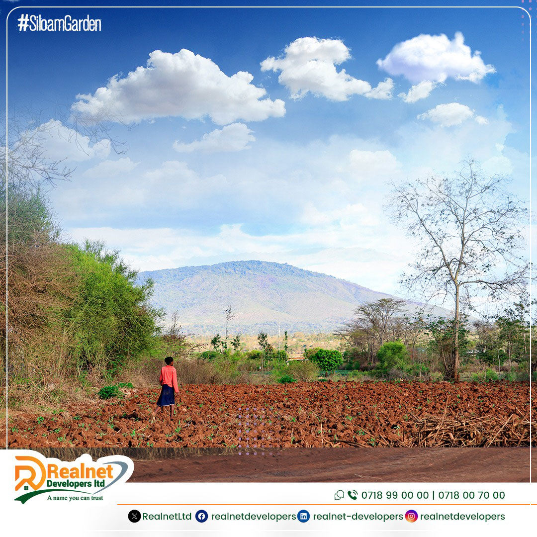 RealnetLtd's tweet photo. 🌿 Nestled in the heart of serene landscapes, 𝐒𝐢𝐥𝐨𝐚𝐦 𝐆𝐚𝐫𝐝𝐞𝐧𝐬 invites you to buy and build your dream home. 🏠 Seize the opportunity to create a haven that reflects your style and aspirations.

Call to Book: 𝟎𝟕𝟏𝟖 𝟗𝟗 𝟎𝟎 𝟎𝟎
#RealEstateDreams #LandForSale https://t.co/6B7YC0qPCK