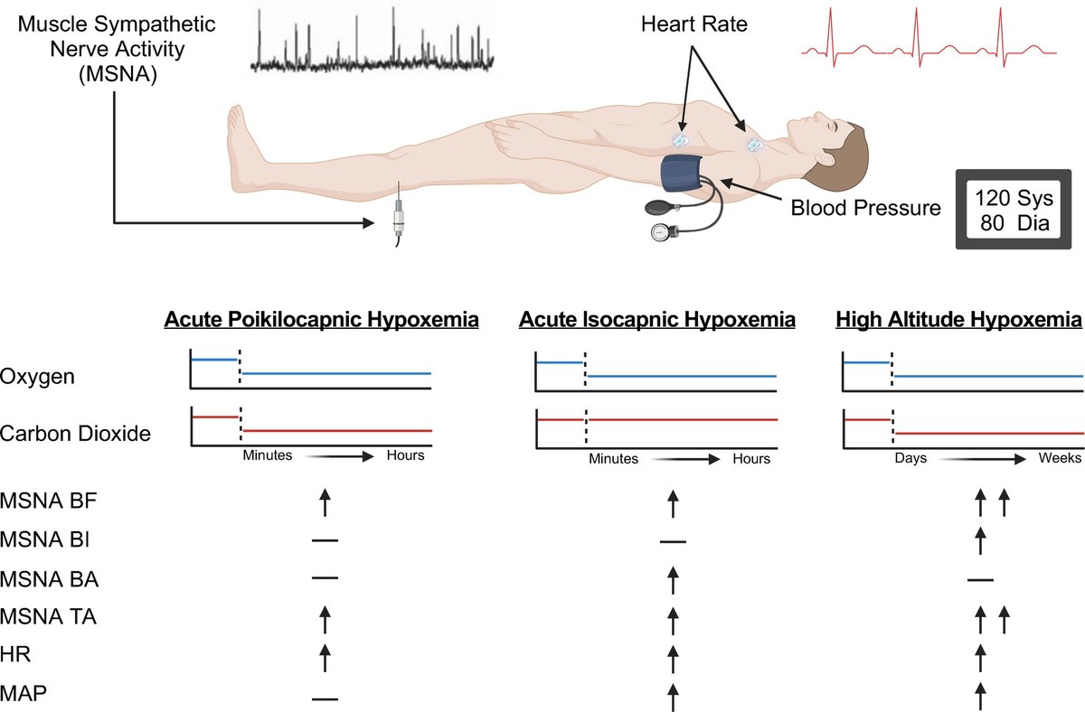AJP-Regulatory, Integrative Comparative Physiology tweet media