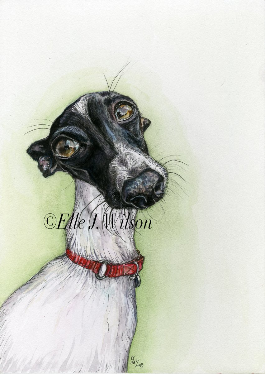 'Look into my eyes' Such a soulful portrait #italiangreyhound