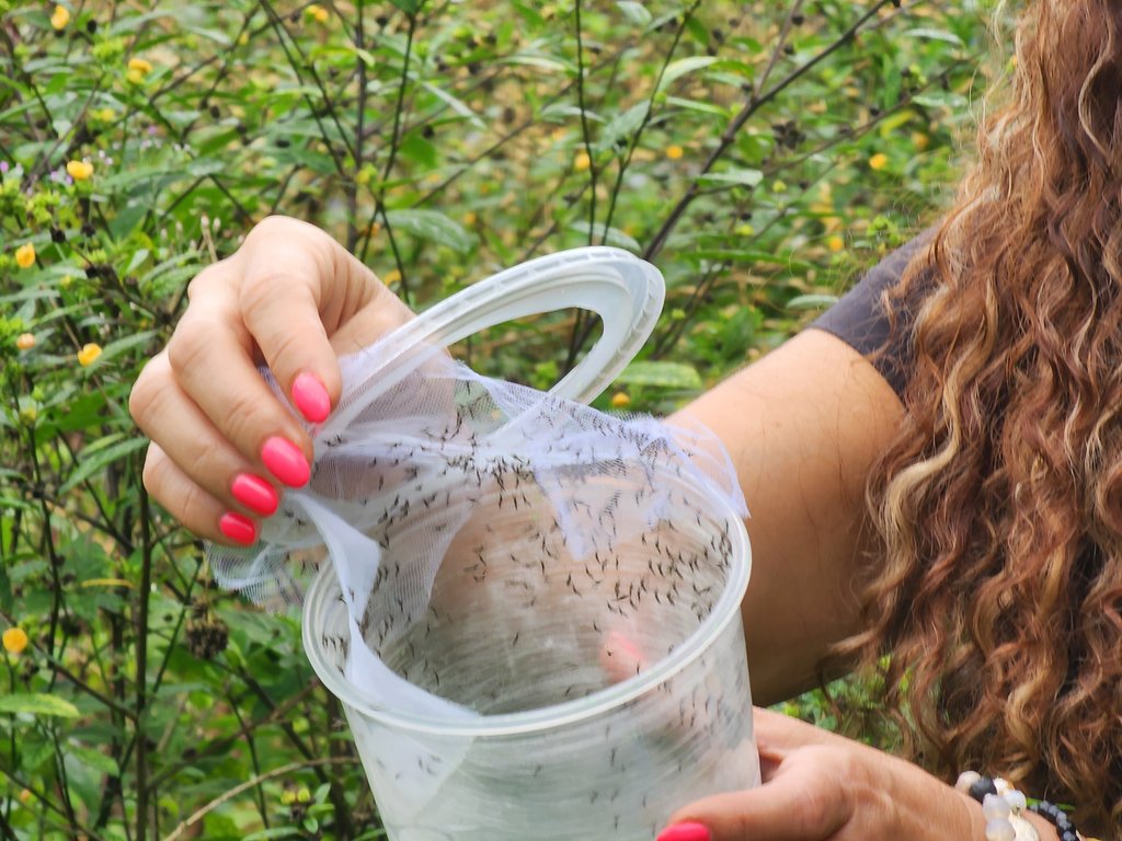 ABG_galapagos's tweet photo. Continuamos con el proceso de liberación de Aedes aegypti, en el marco del proyecto que desarrollamos con @INSPI_ECUADOR para el control y futura erradicación de esta plaga que afecta #Galápagos.
La Dra. @mcruz_6 junto al Dr. Patricio Ponce liberaron los mosquitos en Bellavista. https://t.co/yxWY4LBSdo