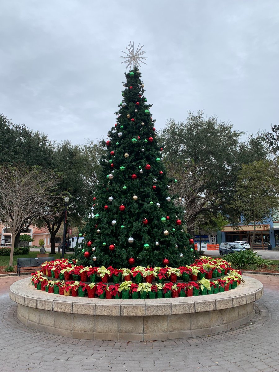 mywinterhaven's tweet photo. 🎄 Our Central Park Christmas tree is up! Join us on Thursday, Nov 30, for the tree lighting. Grab some cookies and hot chocolate at 6 PM, and countdown to the tree lighting at 7 PM. Let’s sing some carols and get festive! #CentralParkTree #HolidaySeason 🌟🍪 https://t.co/3N86JXex43