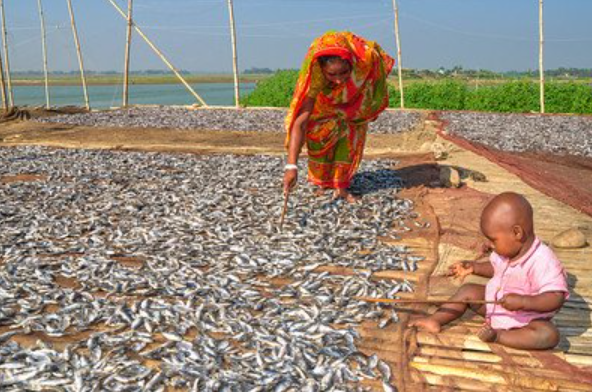 GNReport's tweet photo. The #micronutrient value of #food is decreasing because of #climatechange. Our #countryprofiles address the #environmental impacts of #foodsystems &amp; #planetary boundaries.

#ACTIONISM #COP28UAE #GlobalNutritionReport

Access the GNR's country profiles: https://t.co/kWulx850ea https://t.co/EUIHhE4EP2