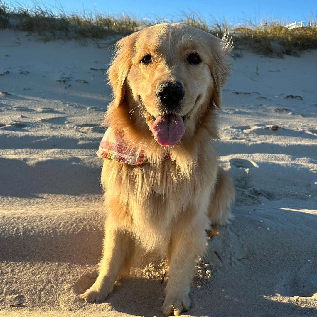 Harry_Retriever's tweet photo. They looks beautiful 🌷
#goldenretriever 
#GoldenRetrievers https://t.co/Lf46xtZoVf