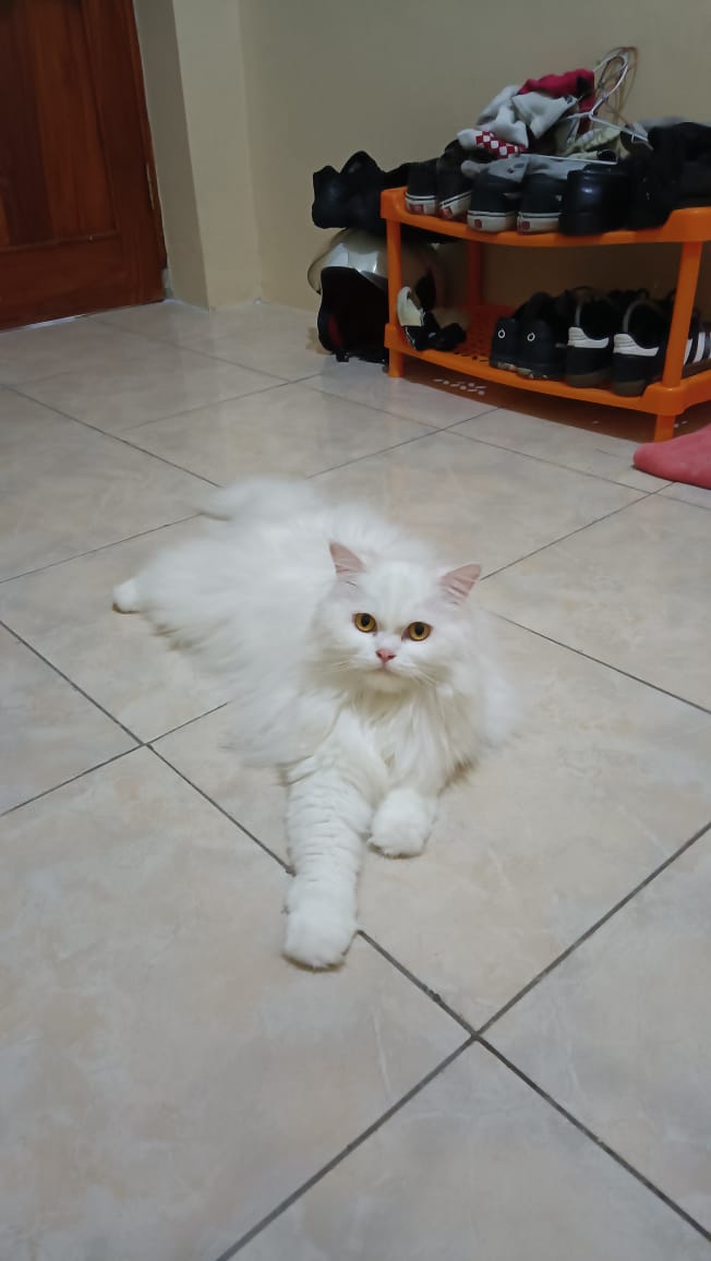 noridut's tweet photo. HAPPY BIRTHDAY 2 TAUNNM NORIIIPROTTT🥳🥳🥳🥰🥰🥰, MOGA PANJANG UMUR SEHAT TERUS SAMPE NANTI BARENG AK LAGI. MAFF YAH 2 KALI ULTAH AK GADA, TAUN DEPAN KITA KTEMU KOKK AAMIINNNN. JANGAAN NAKAL AMA GENK MOZA DISANA YH MPOKNOR https://t.co/MmAYjktg6P