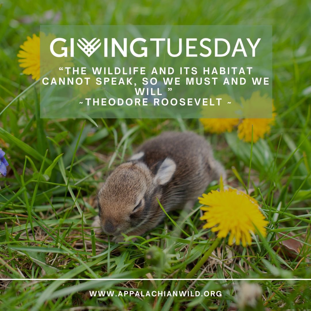 " The wildlife and its habitat cannot speak, so we must and we will" ~Theodore Roosevelt
This #givingtuesday donate to Appalachian Wildlife Refuge by clicking the link below givebutter.com/2023SecondChan…