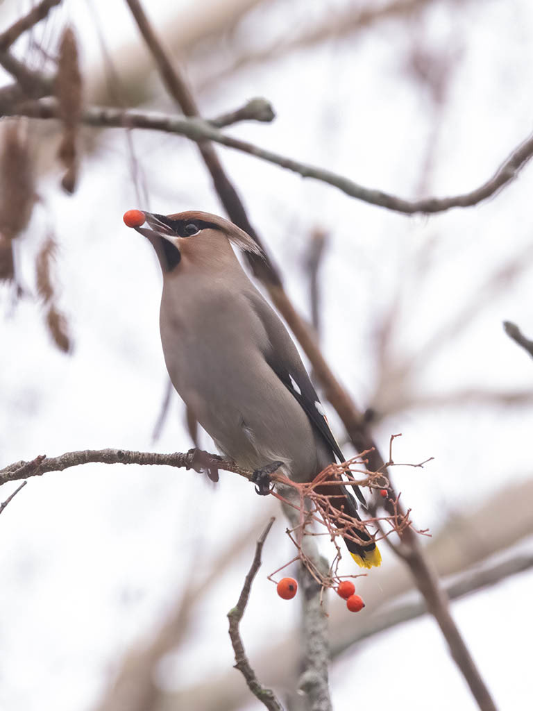 The first time I have seen a Waxwing