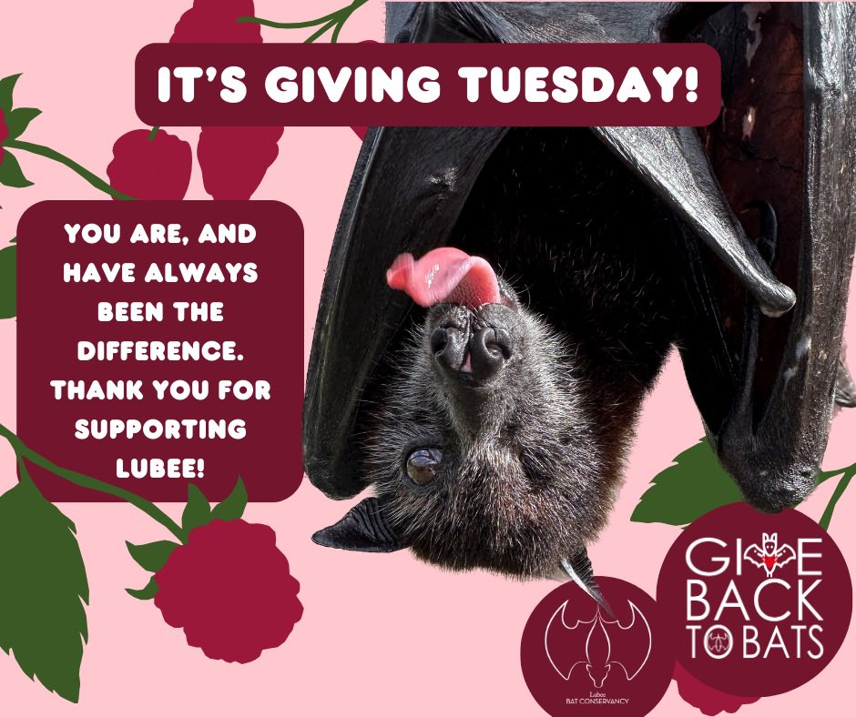 It’s Giving: Tuesday! Thank you for supporting Lubee and our mission to save bats and their habitats. lubee.org/givingcampaign
