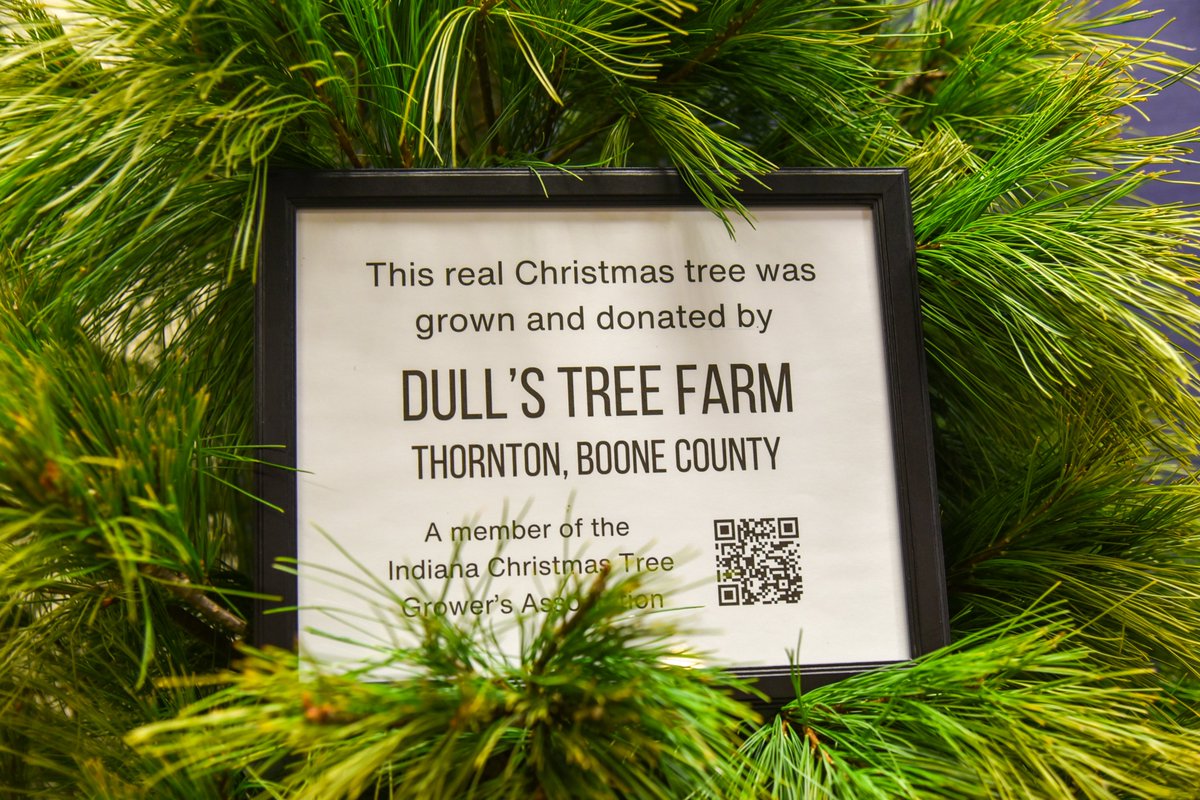 It's beginning to look a lot like Christmas! 🌲🎄

Each year, the Indiana Christmas Tree Grower's Association graciously donates a tree to be displayed during the holiday season. This year, our tree comes from <a href="/DullsTreeFarm/">Dull's Tree Farm</a> in Boone County.