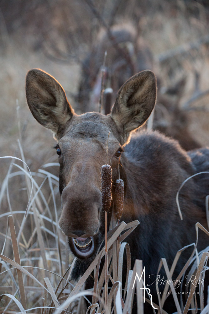 Memory Roth (@memoryroth) on Twitter photo And good morning to you too!
#moose #photography #canon #stalbert <a href="/CityofStAlbert/">City of St Albert</a> #wildlife And good morning to you too!
#moose #photography #canon #stalbert <a href="/CityofStAlbert/">City of St Albert</a> #wildlife