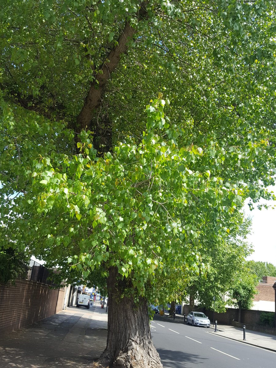BermondseyTrees's tweet photo. Last year we asked @FallenandFelled to help us save the timber of a 120 yr-old hybrid #BlackPoplar in #Bermondsey. We're making some into community seating, but are delighted it was also used to make this year's London #treeoscars Congratulations to winners! #NationalTreeWeek https://t.co/yeS8kUzpdE