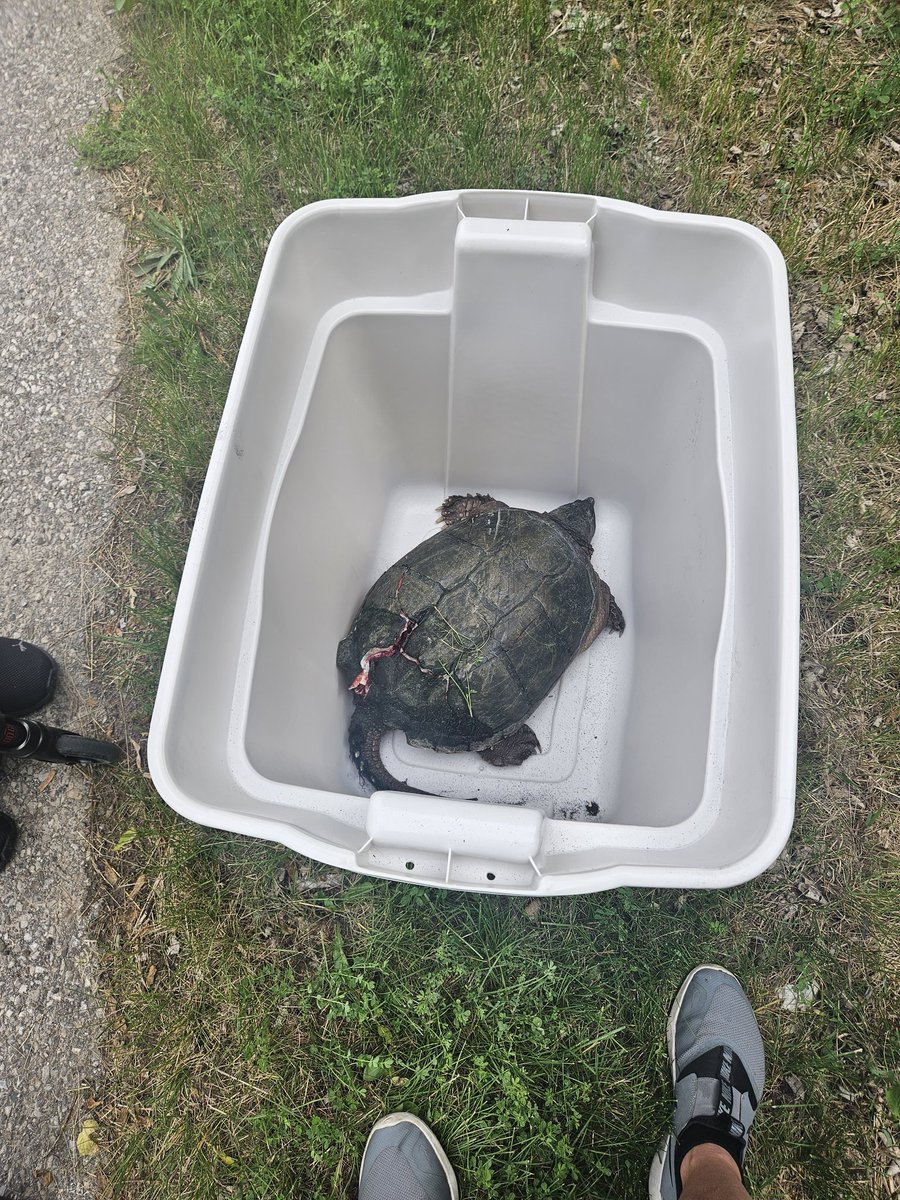 #happynews today, call from <a href="/OntarioTurtleCC/">Ontario Turtle Conservation Centre</a> to let us know Becky, our road rescue #turtle has successfully been #rehabilitated &amp; returned to her #habitat 💚🐢 #brakeforturtles