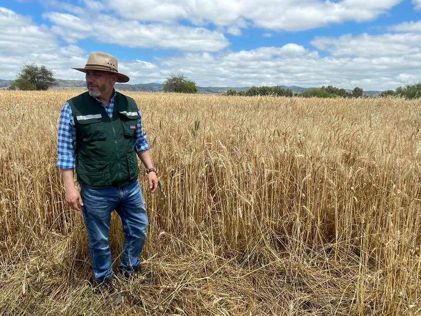 sagchile's tweet photo. En terreno, director regional de @sagchile #OHiggins, Eric Guital, conoció experiencia de agricultores beneficiados por el programa de recuperación de suelos, #SIRSD, de la comuna de #Marchigüe. Más de dos mil hectáreas han visto mejorada su condición durante 2023. https://t.co/X6bsPgndr8