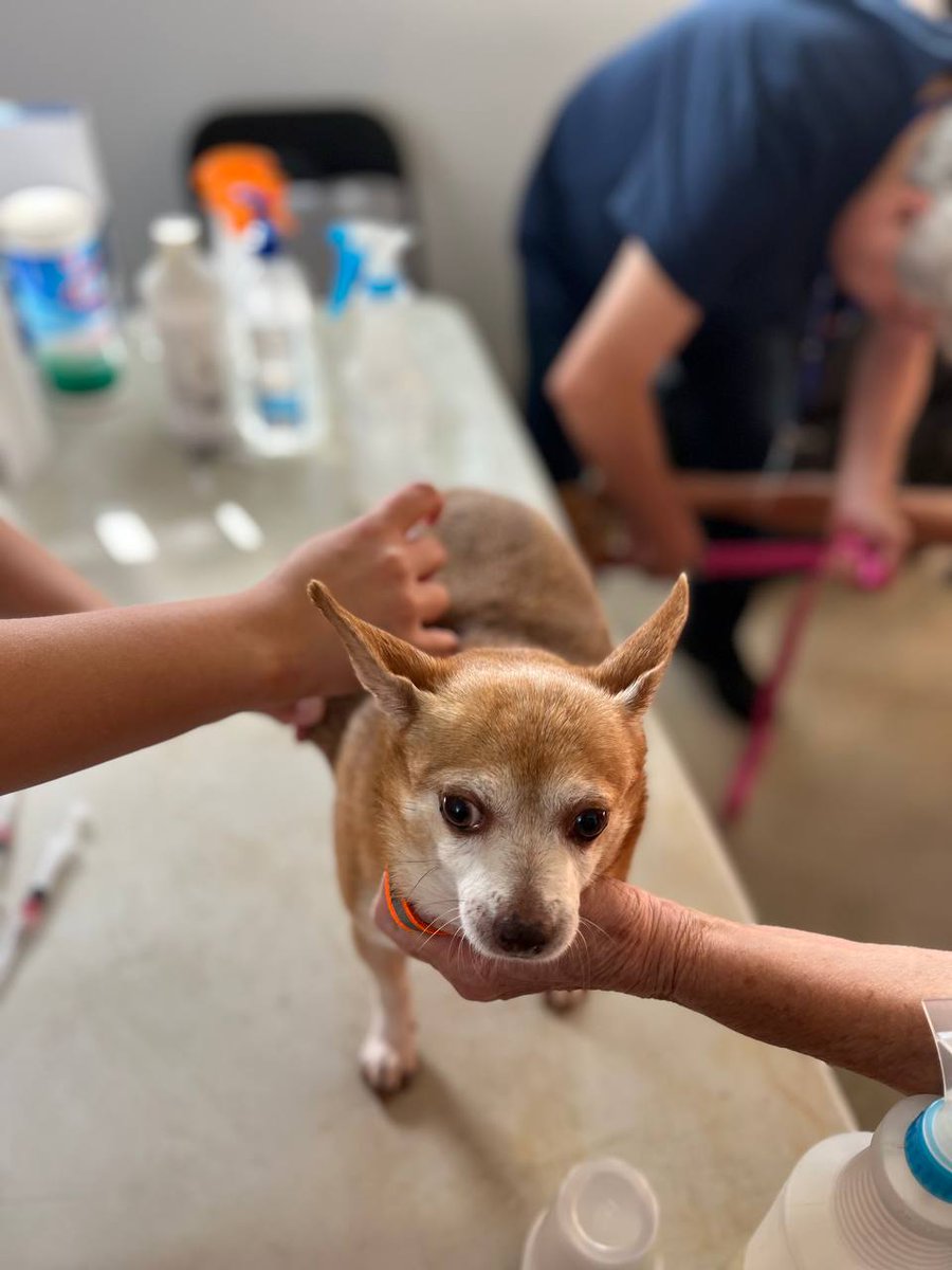 PRGAPSA's tweet image. Logramos vacunar, libre de costo, a todos los perros rescatados por el Santuario de Animales de Barranquitas.

Gracias al @desaludpr y el Colegio de Médicos Veterinarios de Puerto Rico.

¡Vacuna a tu mascota hoy!

SientenComoNosotros.com