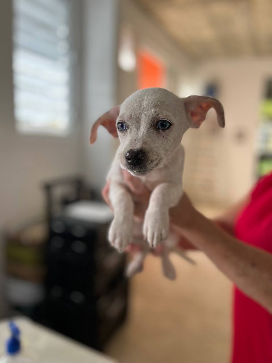 PRGAPSA's tweet image. Logramos vacunar, libre de costo, a todos los perros rescatados por el Santuario de Animales de Barranquitas.

Gracias al @desaludpr y el Colegio de Médicos Veterinarios de Puerto Rico.

¡Vacuna a tu mascota hoy!

SientenComoNosotros.com