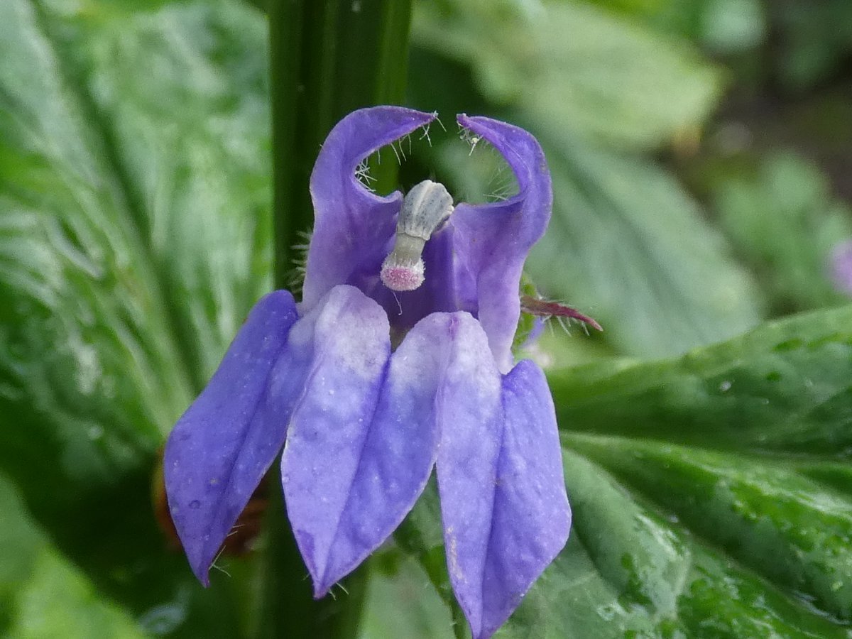 MattCoffey96's tweet photo. However, in other Lobelia species, like Cardinal Flower and Great Blue Lobelia, stylar exsertion is the norm - it indicates the transition point from male ♂️ to female ♀️ floral phase. 

Stylar exsertion also allows the flower to accept external pollen and outcross!

5/12 https://t.co/xpWpIJ42y7