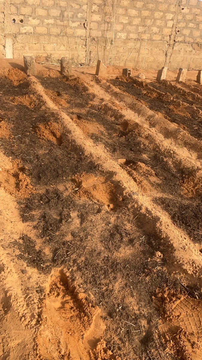 NigeriElles's tweet photo. Hier nous sommes retournés sur notre site de moringa pour la phase 2 de notre projet: semer les graines de moringa. Nous avons passé 4 jours à arroser le sol qui fut enrichit au préalable avec du fumier compost 👇🏼 https://t.co/kxPzbBG9Ky