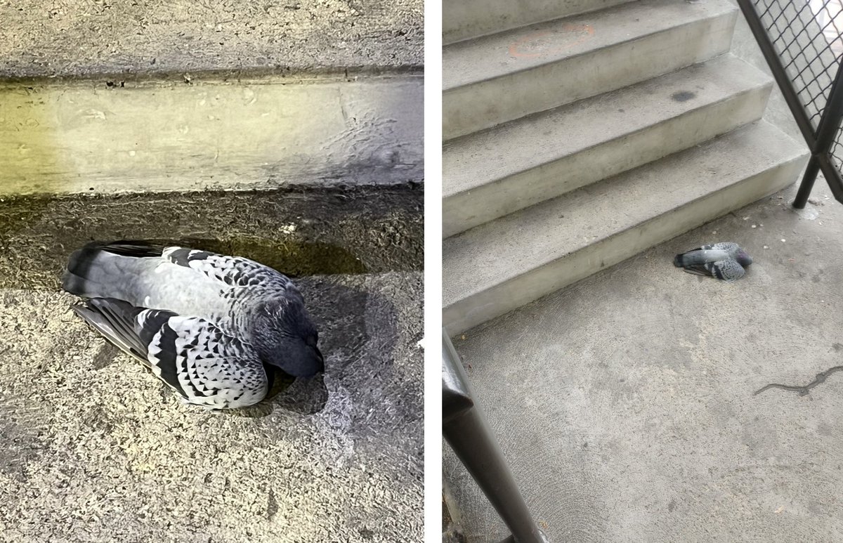 Looks like the birds have been getting into the mouse poison.  ☠️ #JFC