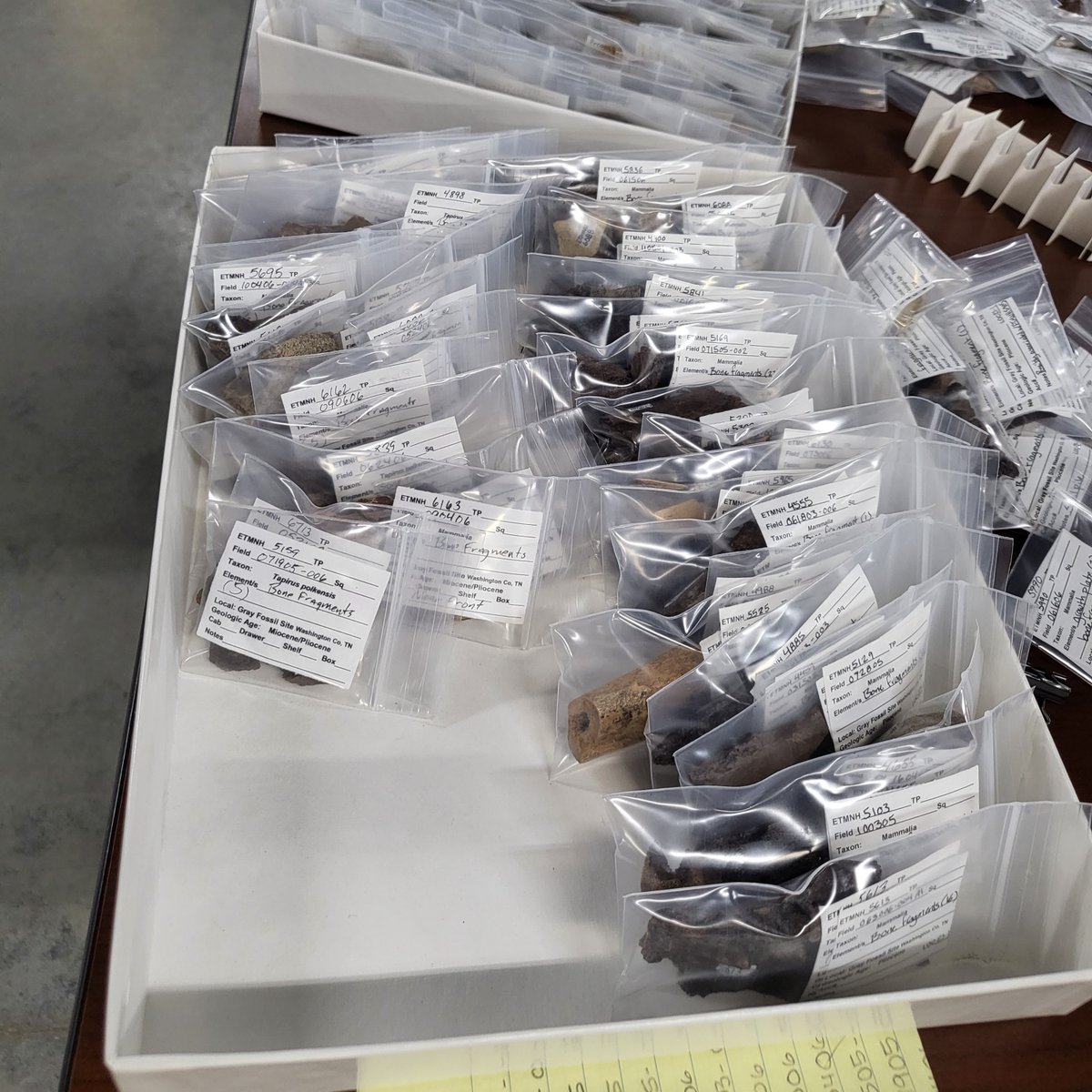Most of our fossils aren't whole skulls and skeletons. The collections crew spends a lot of time diligently sorting and labeling many small fragments of bone (it's mostly tapir bits).