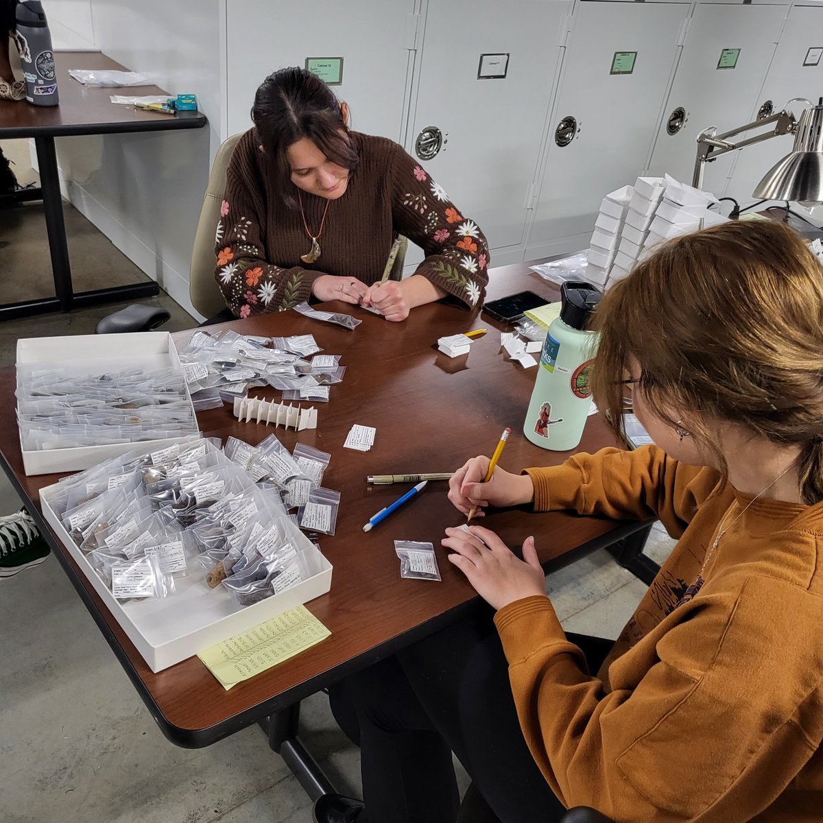GrayFossilSite's tweet photo. Most of our fossils aren't whole skulls and skeletons. The collections crew spends a lot of time diligently sorting and labeling many small fragments of bone (it's mostly tapir bits). https://t.co/BVR8pKx5P8