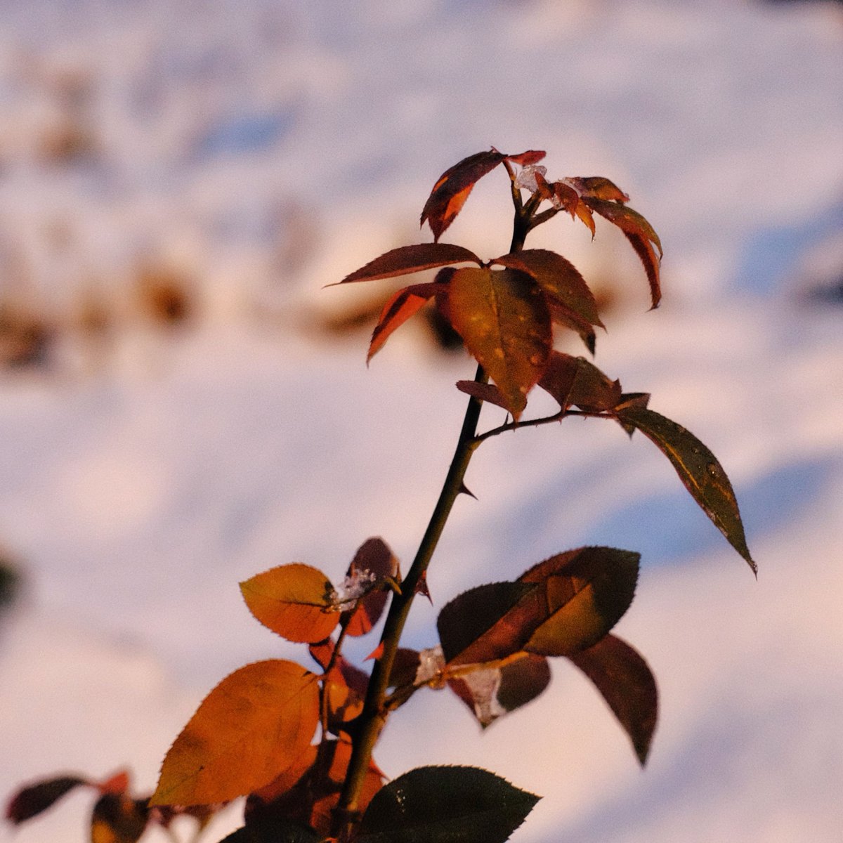 Když přišla zima...
#fujixe2 #xc35mm #fujiohotography #fujicolors #fujilove #wintertime #winter #mood