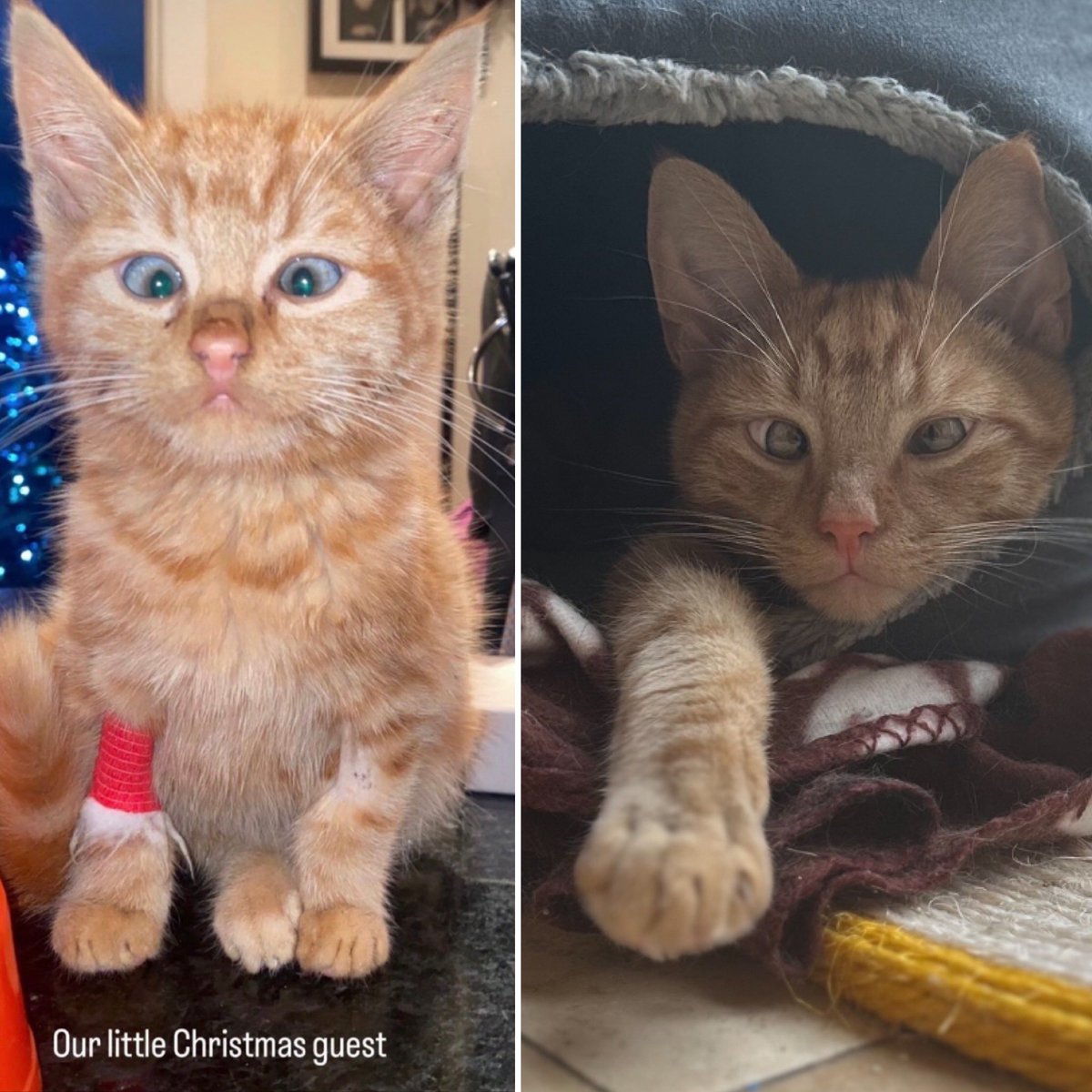 An email from @DublinSPCA today reminded me that we fostered this guy almost a year ago ! Shelters need support over Christmas & DSPCA made it so easy - crate, food, meds supplied. A little cat / dog hair among all the mess of Xmas - u will hardly notice & it is a big help !
