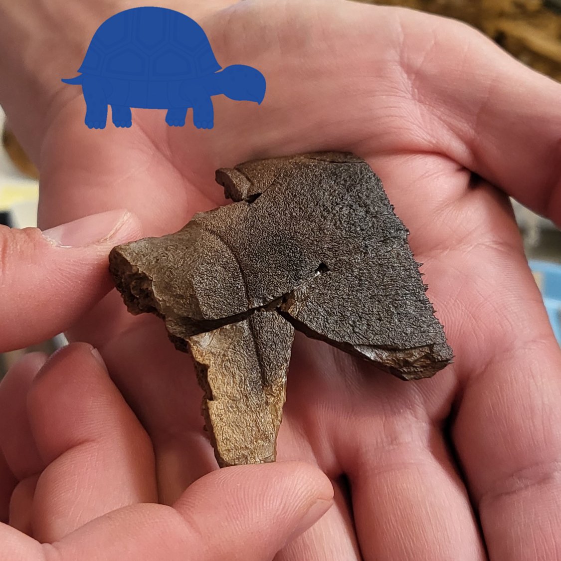 This year's major find was our new rhino, but there were some smaller and rarer discoveries excavated as well!

Pictured here: the end of an arm bone (radioulna) of our camel, and part of the underside of a tortoise shell, both rare finds at Gray!
#FossilFriday