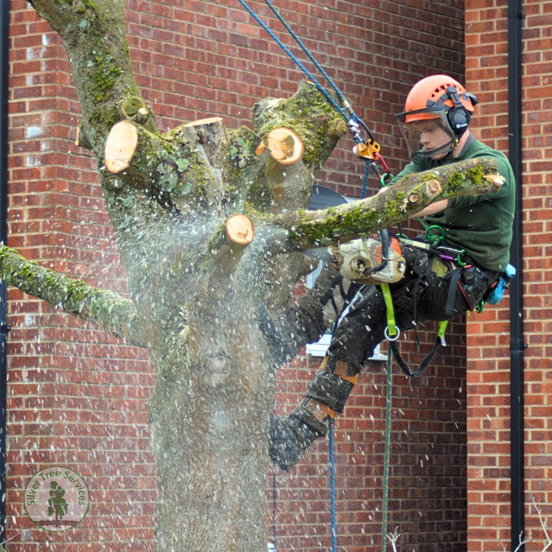 Silver Tree Services (@SilverTreeServ) / Posts / X