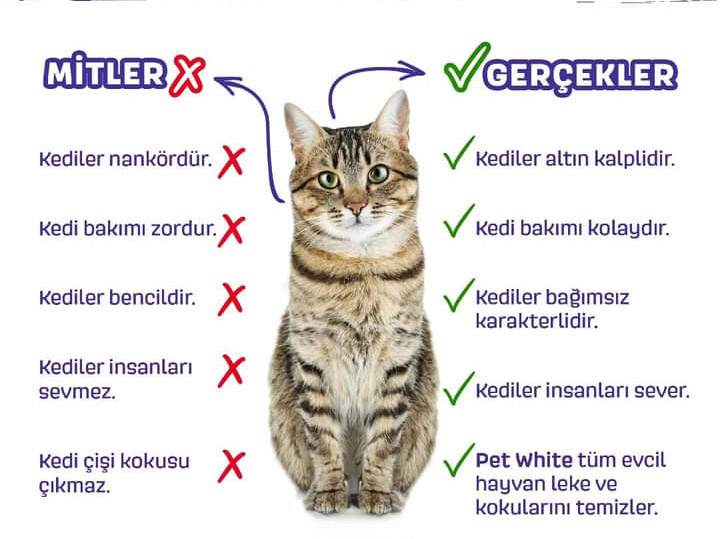 Gerçekler gün gibi ortada. 🐱✨

#petwhite #kedi #kedibakımı #kedisevgisi #hayvansevgisi #evcilhayvan #kedisağlığı #kediler #kedileralemi