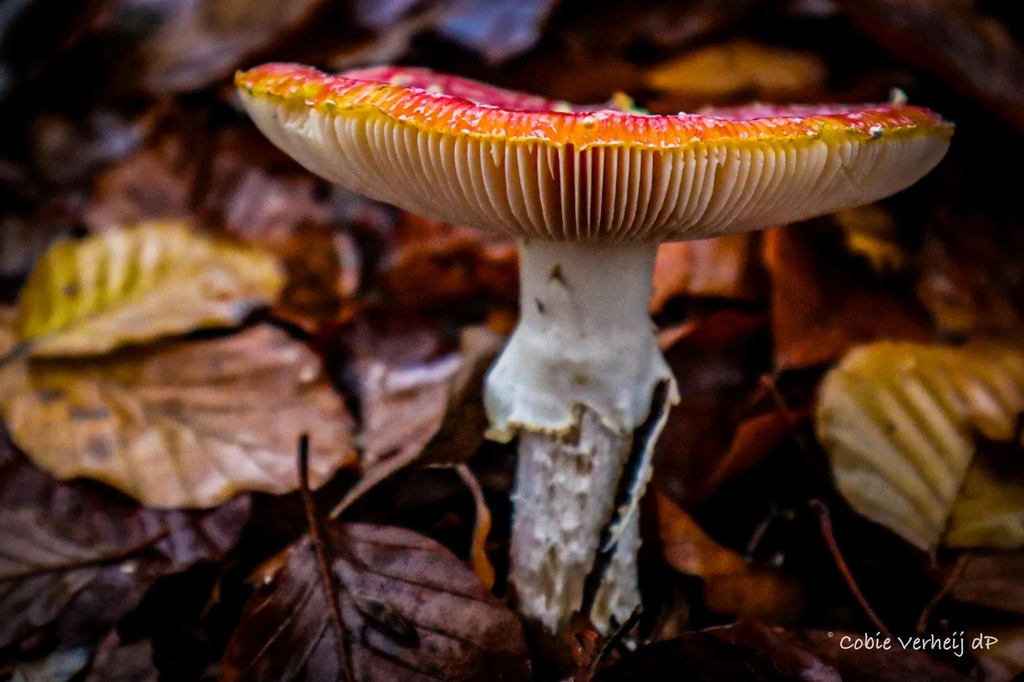 As the leaves begin to change colour and fall from the trees, the forest floor comes alive with a new crop of fungi 🍄⁠ ⁠ 📷️: clickasnap.com/profile/Verheij⁠ #photooftheday #ClickASnap #fallphotography #autumnvibes #pumpkinspice #autumnleaves #sweaterweather #fallscapes