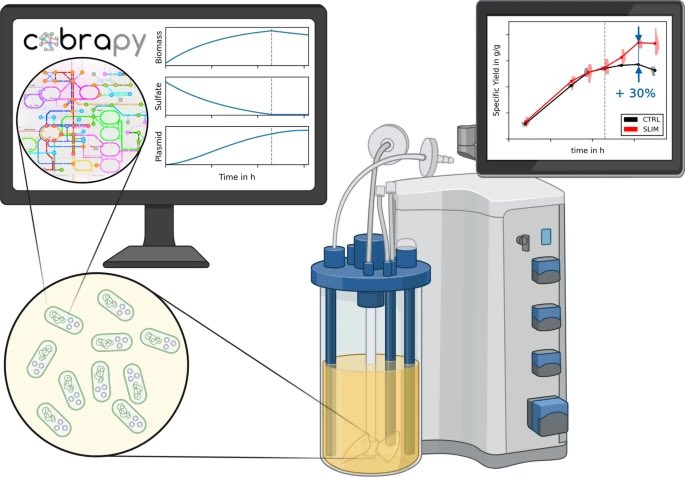 Good news: Our newest research just went online! 
We improve plasmid production by shifting the metabolism of cells via sulfate in the growth medium. 
Read the details here: doi.org/10.1186/s12934…