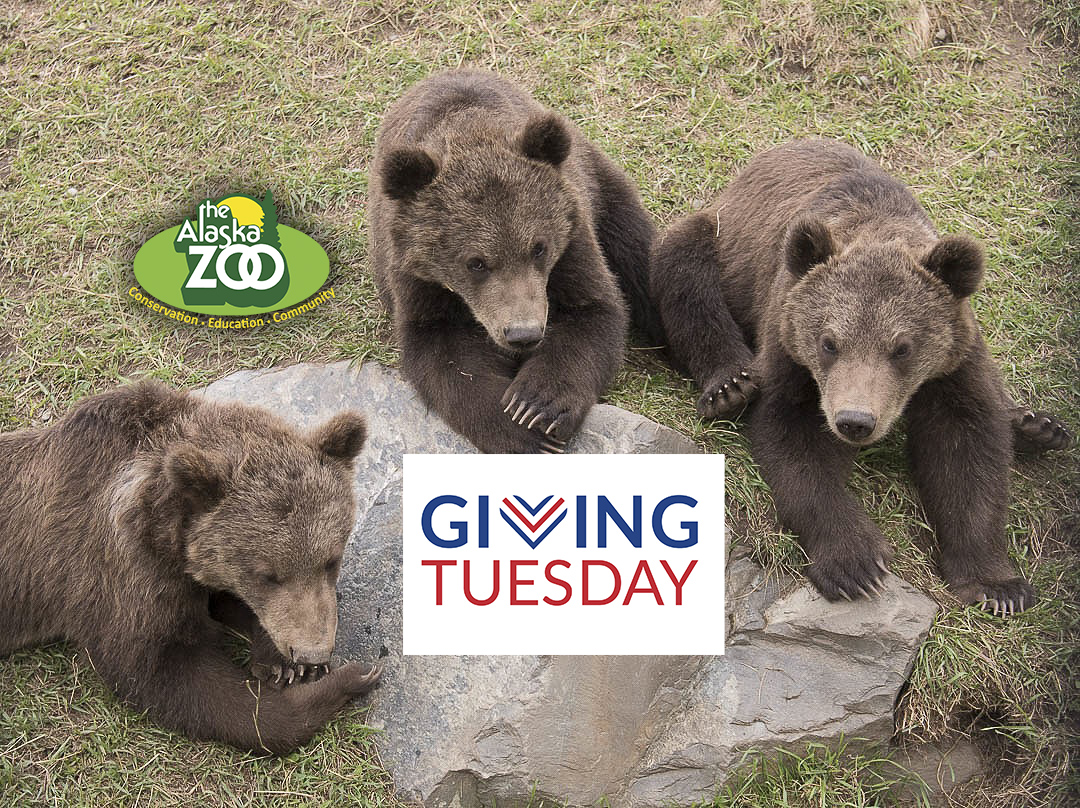 Go LIVE on Facebook at 11am AK time today with Kova the polar bear and Rich Capitan, Education Director! Donate online at givebutter.com/alaskazoo and your donation dollars will be matched by an anonymous zoo donor. Help us reach our $10K for the zoo's nonprofit operating fund.
