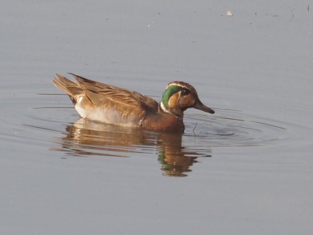 kake3's tweet image. トモエガモ。