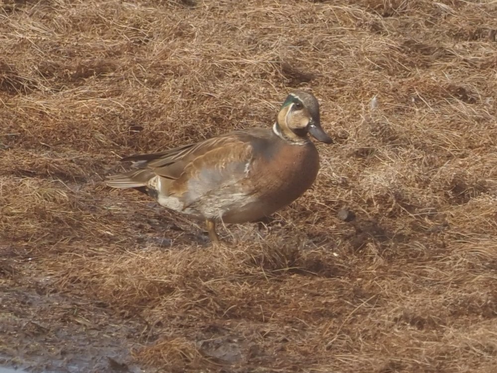 kake3's tweet image. トモエガモ。