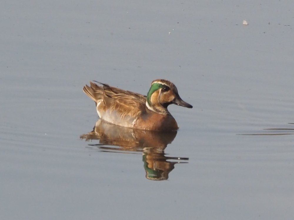 kake3's tweet image. トモエガモ。