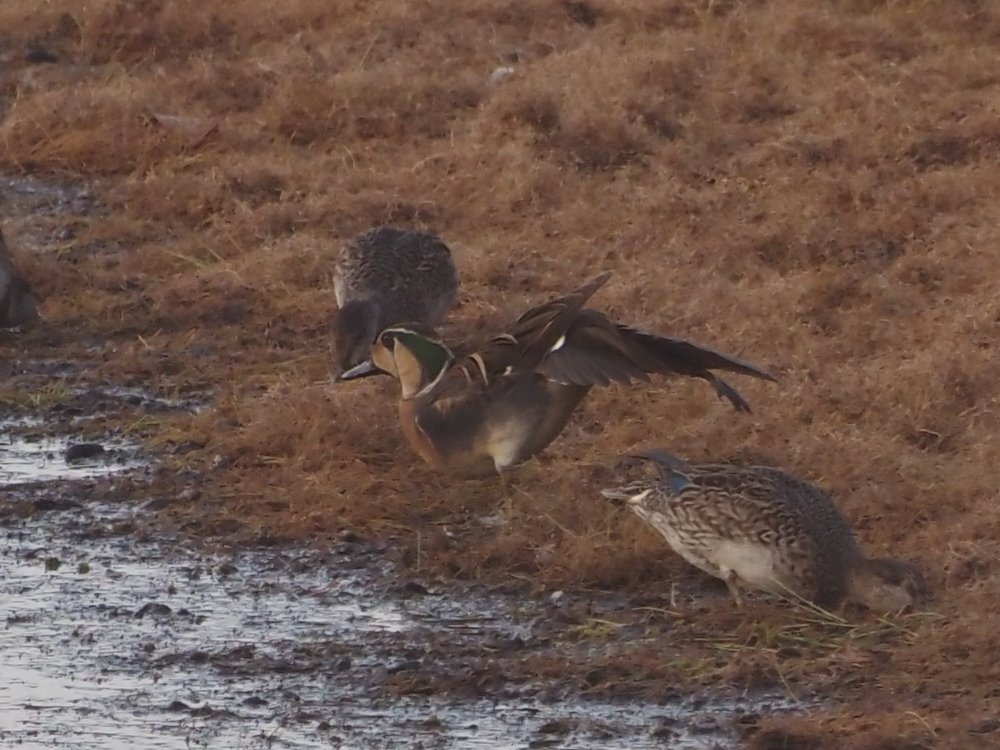 kake3's tweet image. トモエガモ。