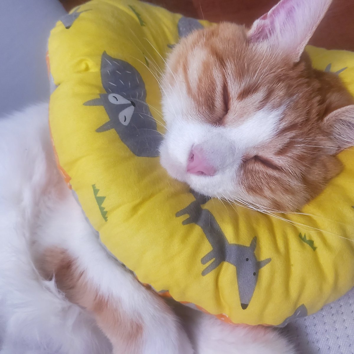 today_hellcat's tweet photo. https://t.co/SUtJjcfN0J