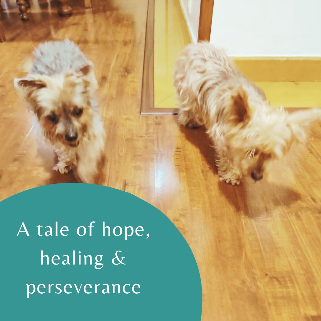 wayofartemis's tweet photo. So, I met two of my long-standing distant clients. A year after being diagnosed with CKD along with other medical complications, you can see the liveliness in their eyes. All thanks to expert medical care, the loving care provided, and weekly intuitive energy healing sessions. https://t.co/9Qy3eui2H2