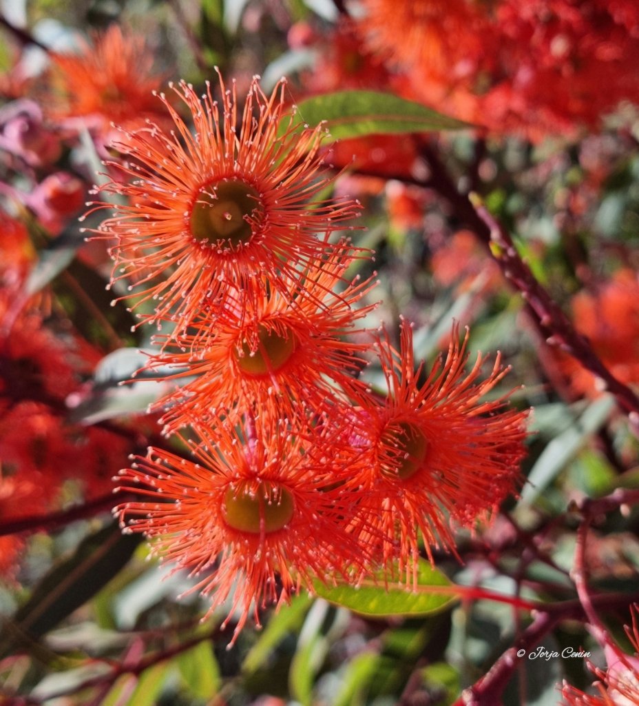 Corymbia ficifolia - "Baby orange" flowering gum 🧡 #wildflowerhour #flowers #beautiful