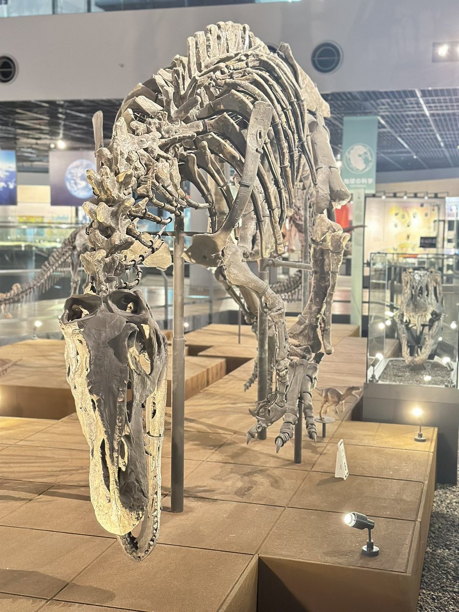 アロサウルス✨ ジュラ期を代表する大型の獣脚類 実物化石で組み上げた