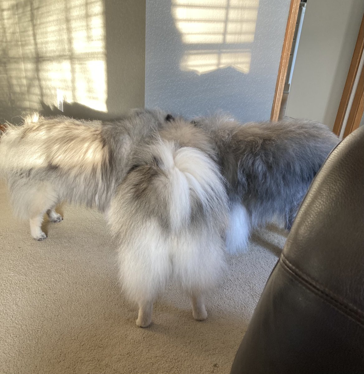 Symmetry around the water bowl. 🤣