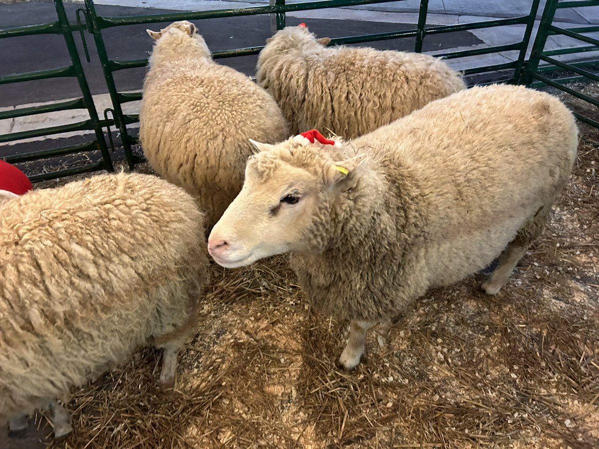 LisaThompsonPC's tweet image. I was very proud to support the reopening of #Kincardine’s main street/downtown - just in time for the holidays!! I was pleased to present $129,000 that will be invested in revitalizing the main street next spring! #RuralEconomicDevelopment  @Kincardine_ON