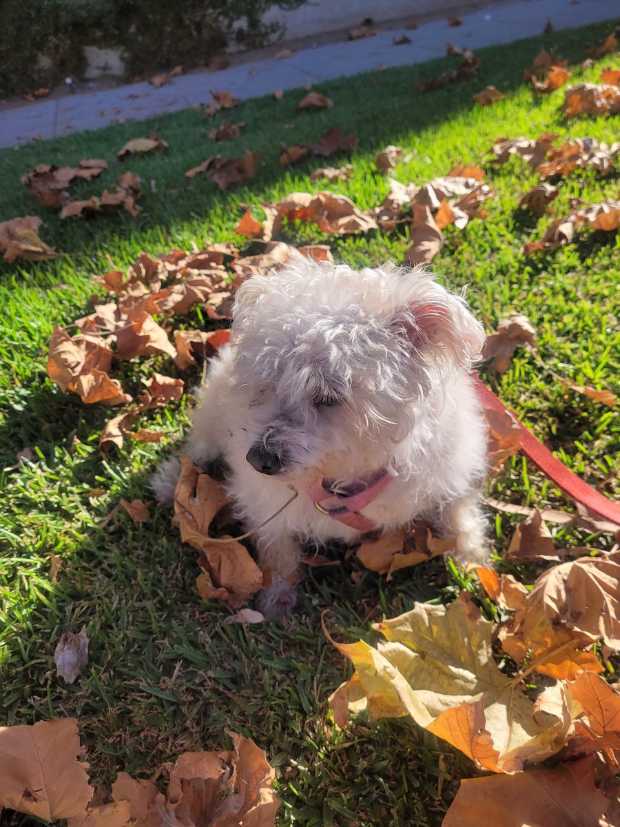 olyasongs's tweet photo. Princess Mimi
#princessmimi #maltese #puppydog #mimi #losangeles
#california #rampartvillage
#sunnyday #beautifulday
#autumnleaves #autumn2023
#autumnvibes https://t.co/w2eMKLGxva