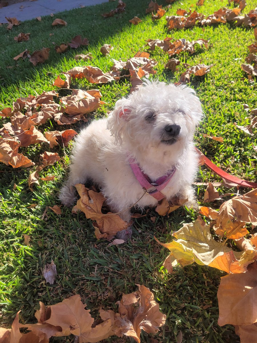 olyasongs's tweet photo. Princess Mimi
#princessmimi #maltese #puppydog #mimi #losangeles
#california #rampartvillage
#sunnyday #beautifulday
#autumnleaves #autumn2023
#autumnvibes https://t.co/w2eMKLGxva