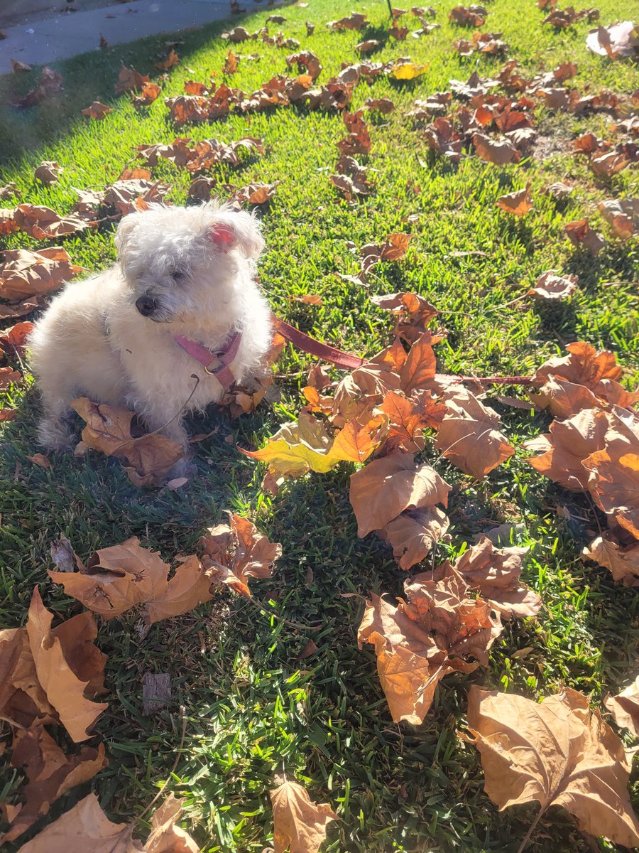 olyasongs's tweet photo. Princess Mimi
#princessmimi #maltese #puppydog #mimi #losangeles
#california #rampartvillage
#sunnyday #beautifulday
#autumnleaves #autumn2023
#autumnvibes https://t.co/w2eMKLGxva