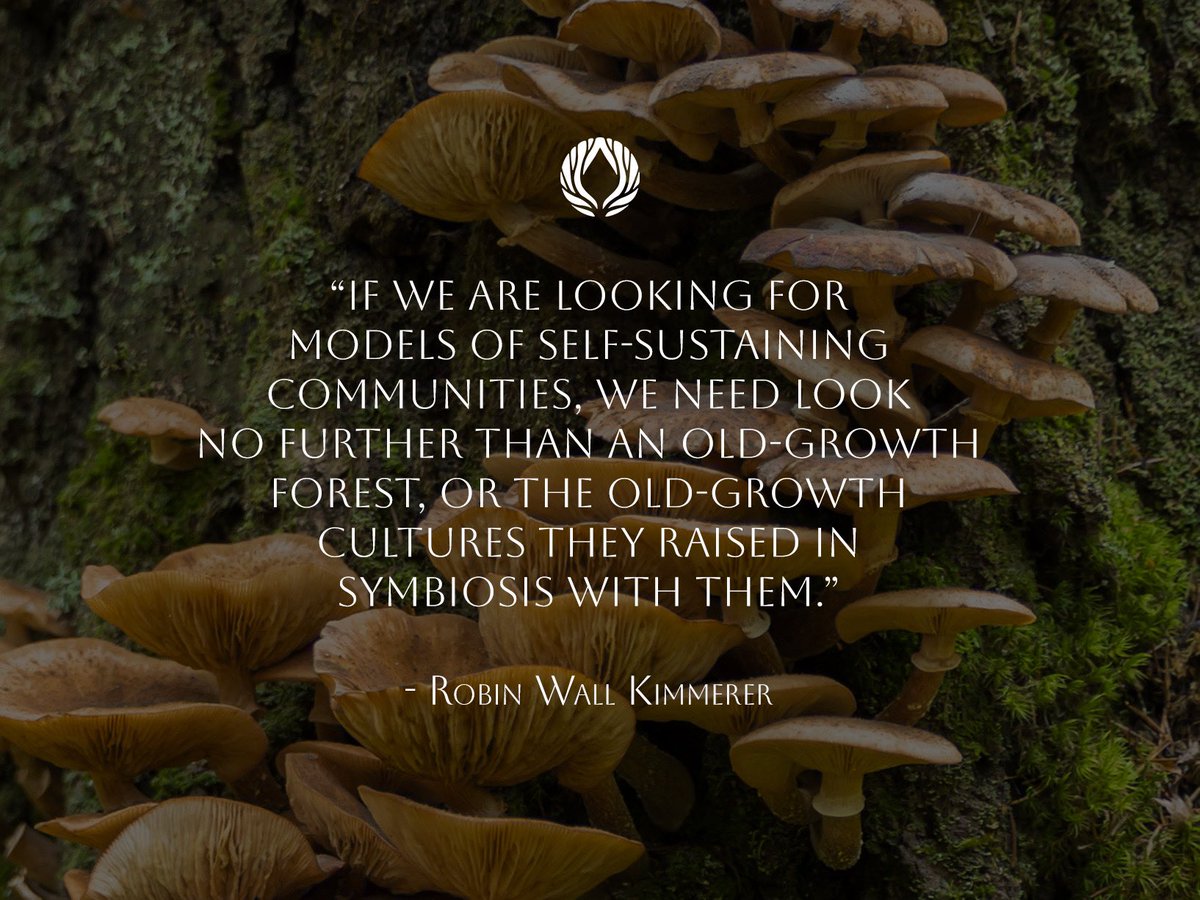 The old-growth forests and ancient cultures of the world hold within them the keys to our continued survival.

We only need to create the space to listen 🍃

#braidingsweetgrass #robinwallkimmerer #ancient #symbiosis #biometrust