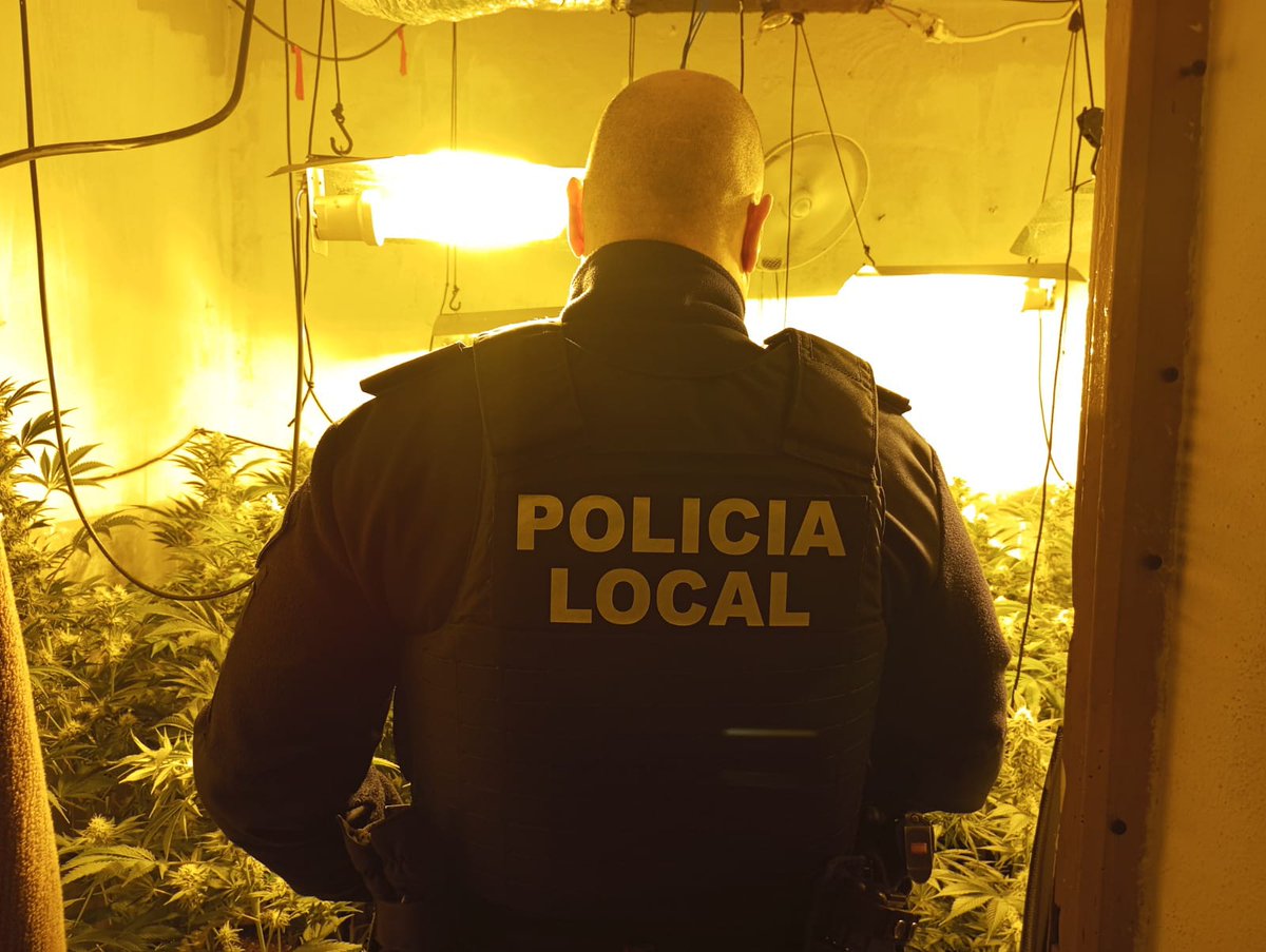 Policía Local de Padul y Guardia Civil intervienen una plantación en Padul con alrededor de 500 plantas de marihuana
 Detenida una persona por delito contra la salud pública
La colaboración entre fuerzas y cuerpos de seguridad facilita la eficaz actuación ante este tipo de delito